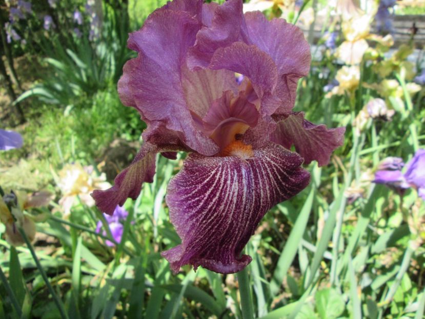  - Gradina cu irisi nr 2 in 2017