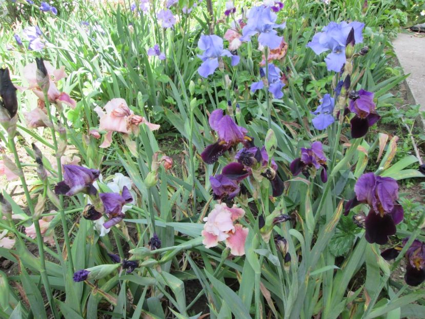  - Gradina cu irisi nr 2 in 2017
