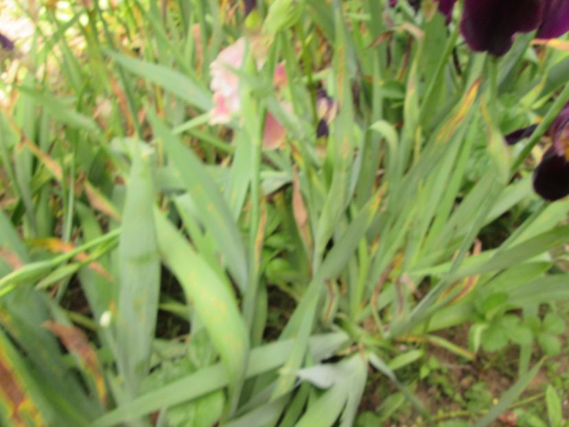  - Gradina cu irisi nr 2 in 2017