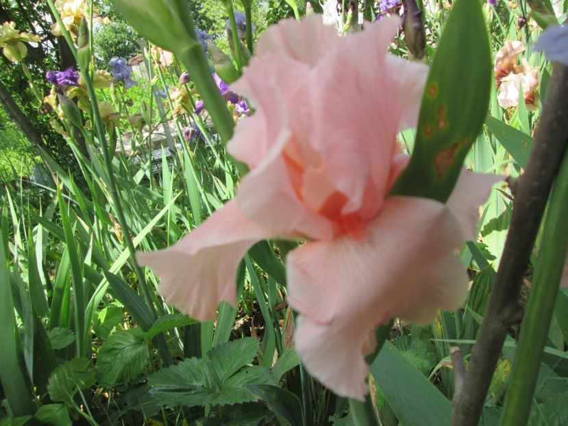  - Gradina cu irisi nr 2 in 2017