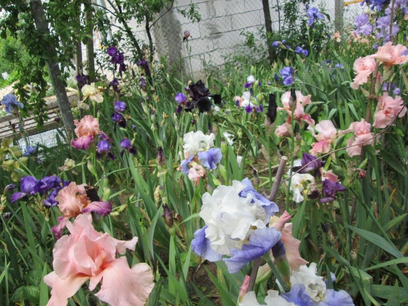 - Gradina cu irisi nr 2 in 2017