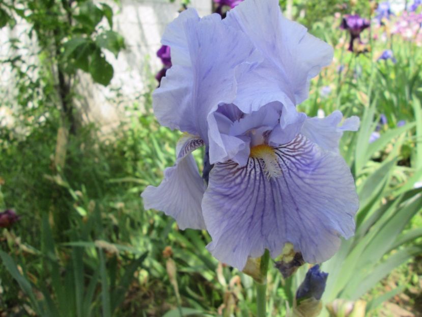  - Gradina cu irisi nr 2 in 2017