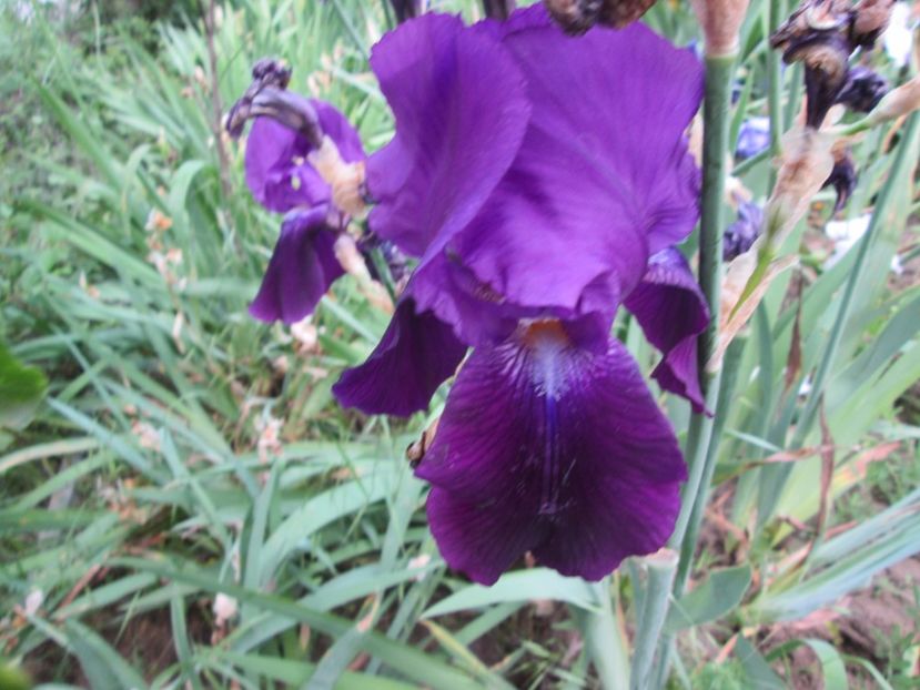  - Gradina cu irisi nr 2 in 2017