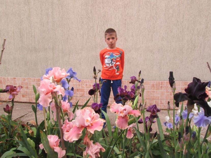  - Gradina cu irisi nr 2 in 2017