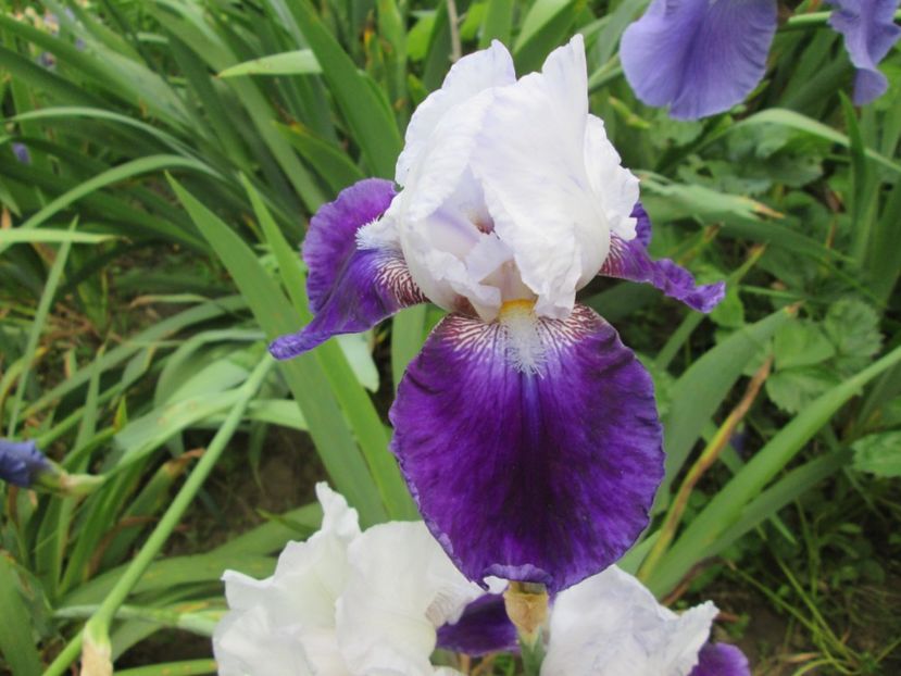  - Gradina cu irisi nr 2 in 2017