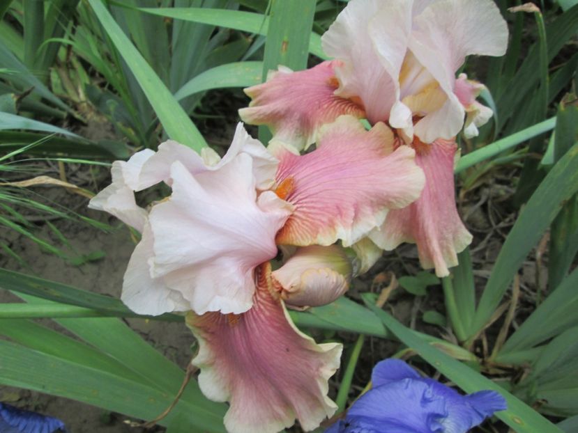  - Gradina cu irisi nr 2 in 2017