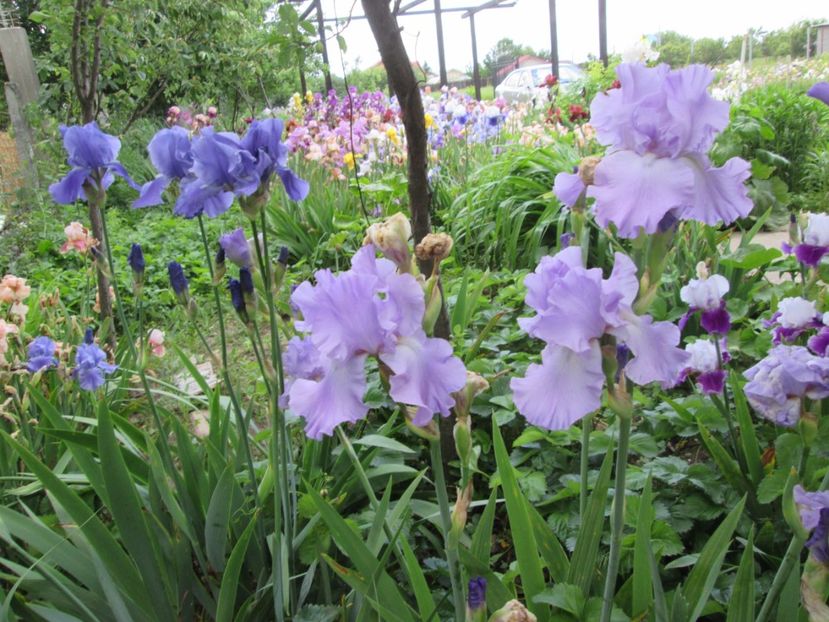  - Gradina cu irisi nr 2 in 2017