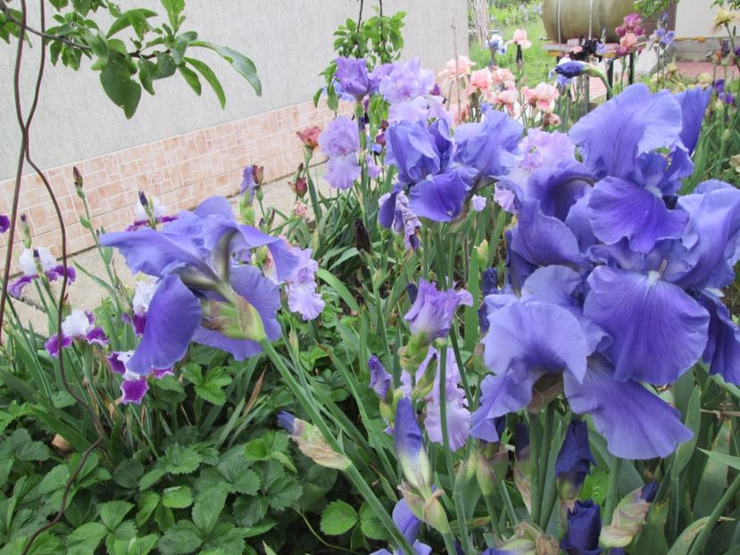  - Gradina cu irisi nr 2 in 2017