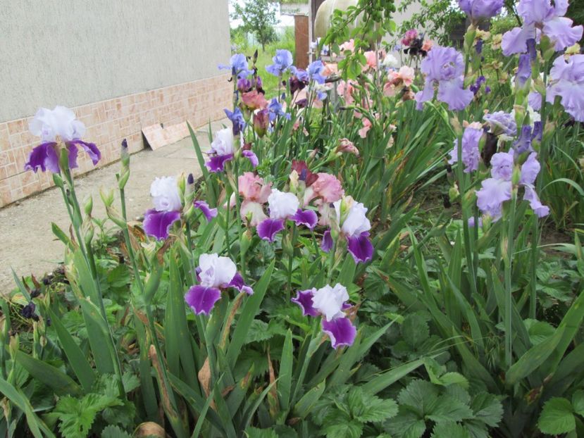  - Gradina cu irisi nr 2 in 2017