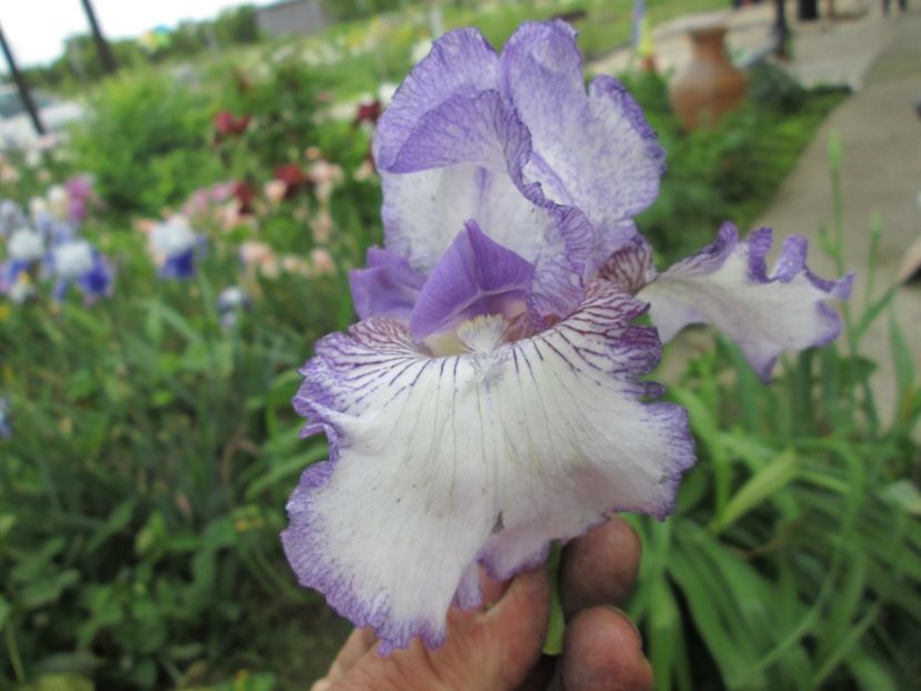  - Gradina cu irisi nr 2 in 2017