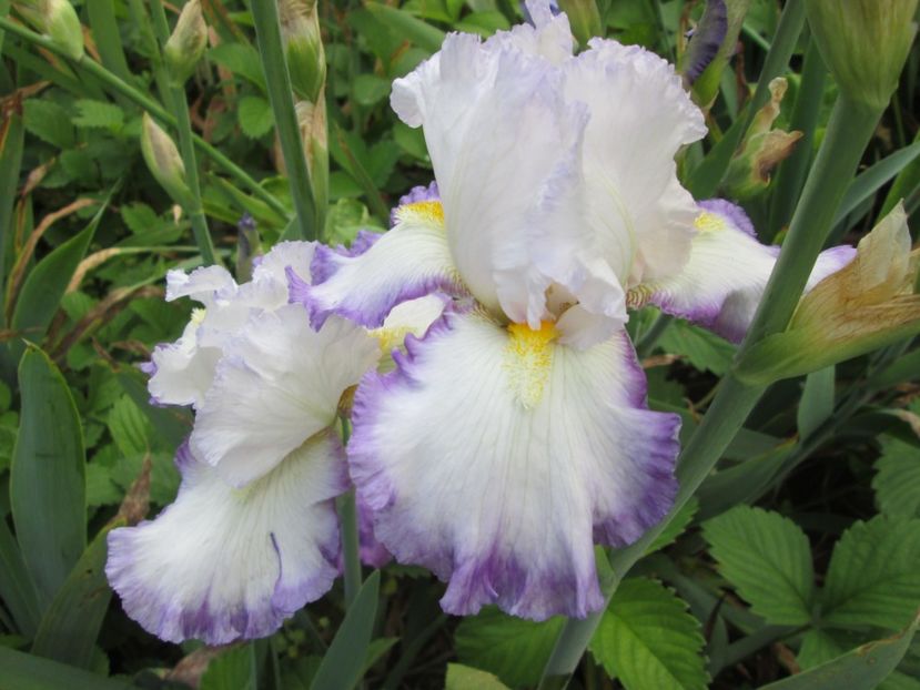  - Gradina cu irisi nr 2 in 2017