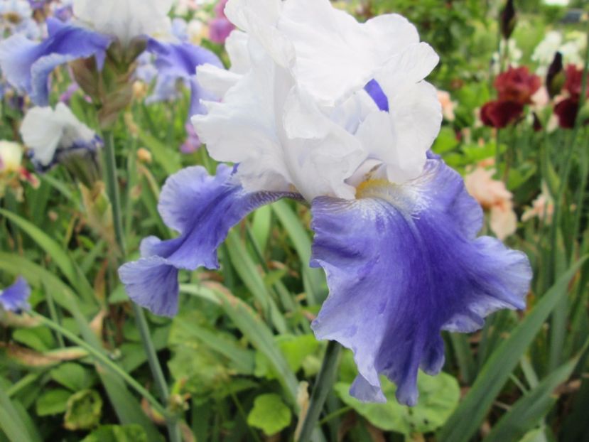  - Gradina cu irisi nr 2 in 2017