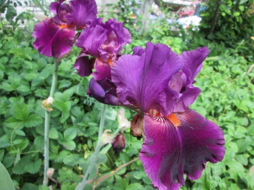  - Gradina cu irisi nr 2 in 2017