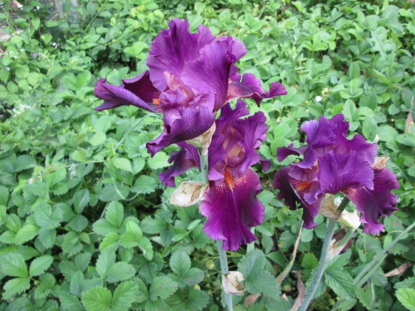  - Gradina cu irisi nr 2 in 2017