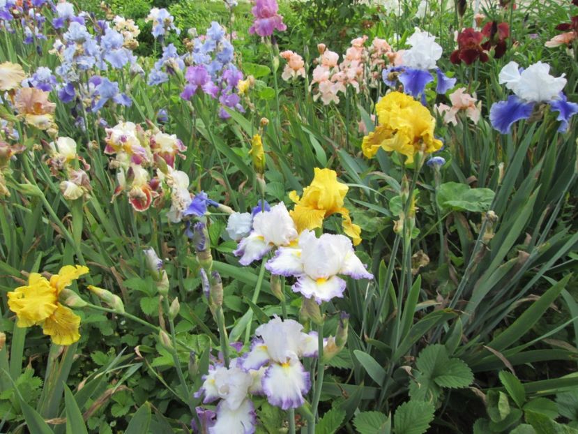  - Gradina cu irisi nr 2 in 2017