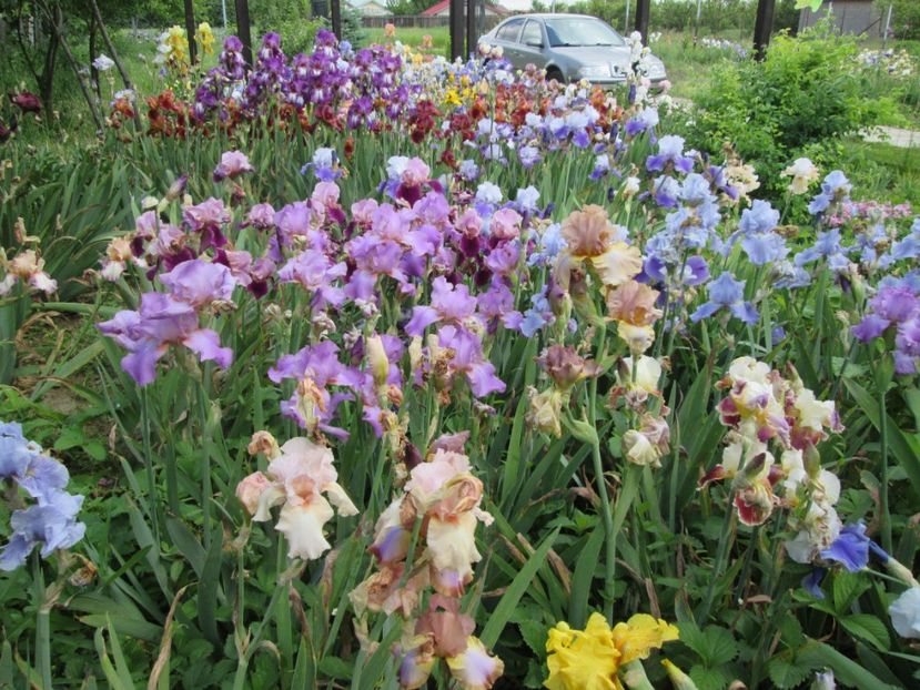  - Gradina cu irisi nr 2 in 2017
