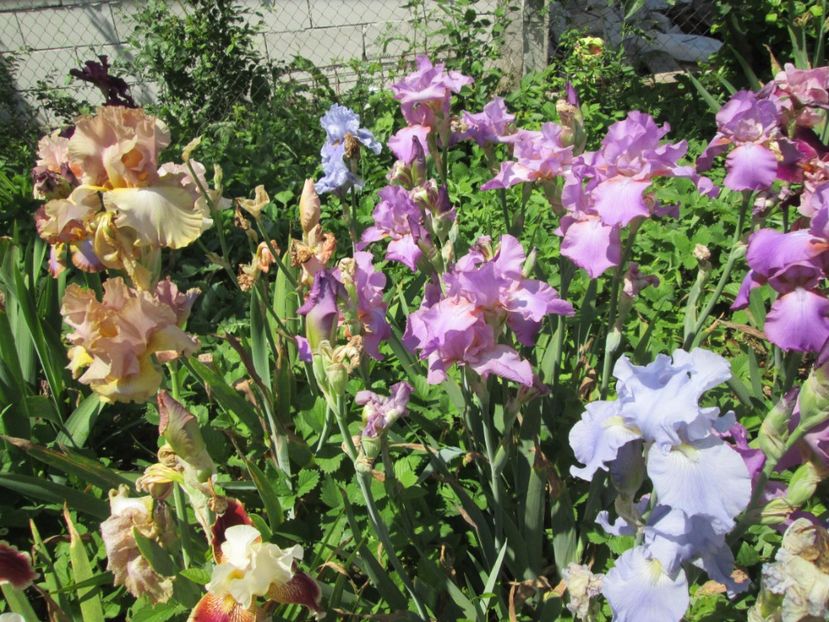  - Gradina cu irisi nr 2 in 2017