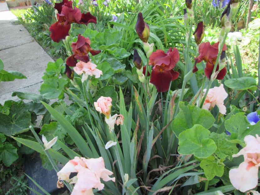  - Gradina cu irisi nr 2 in 2017