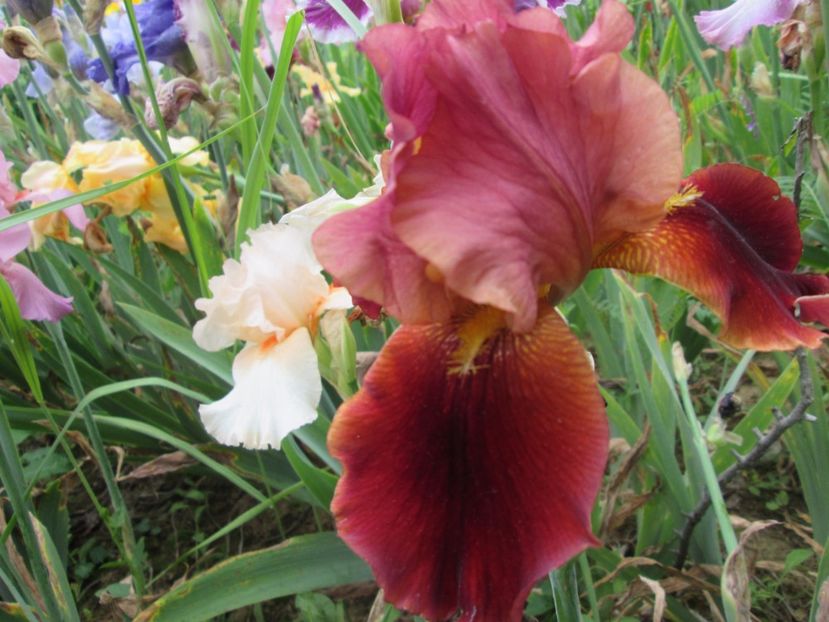  - Gradina cu irisi nr 2 in 2017