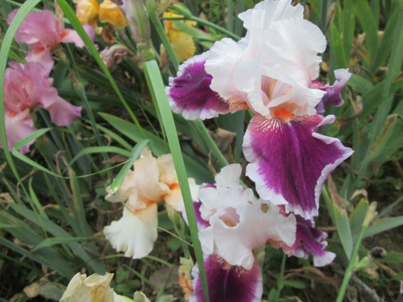  - Gradina cu irisi nr 2 in 2017