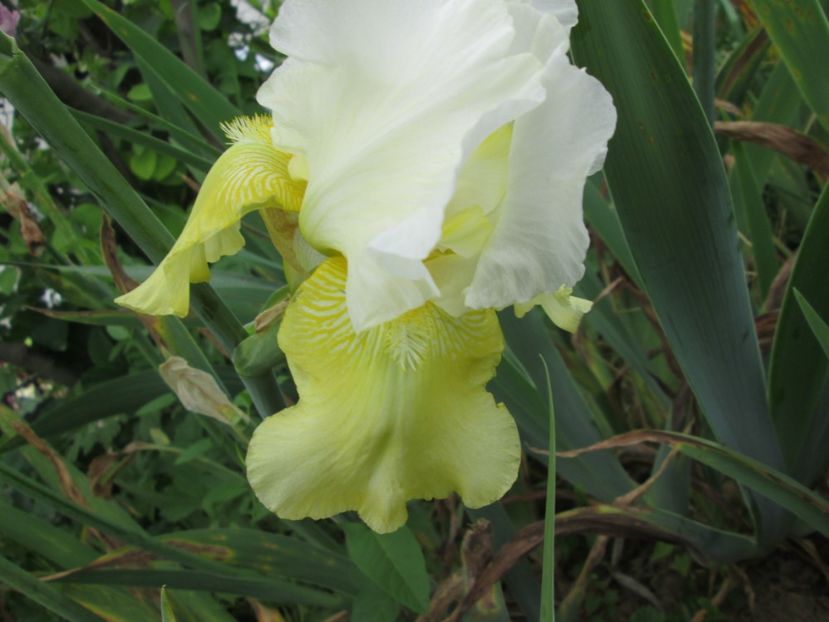  - Gradina cu irisi nr 2 in 2017