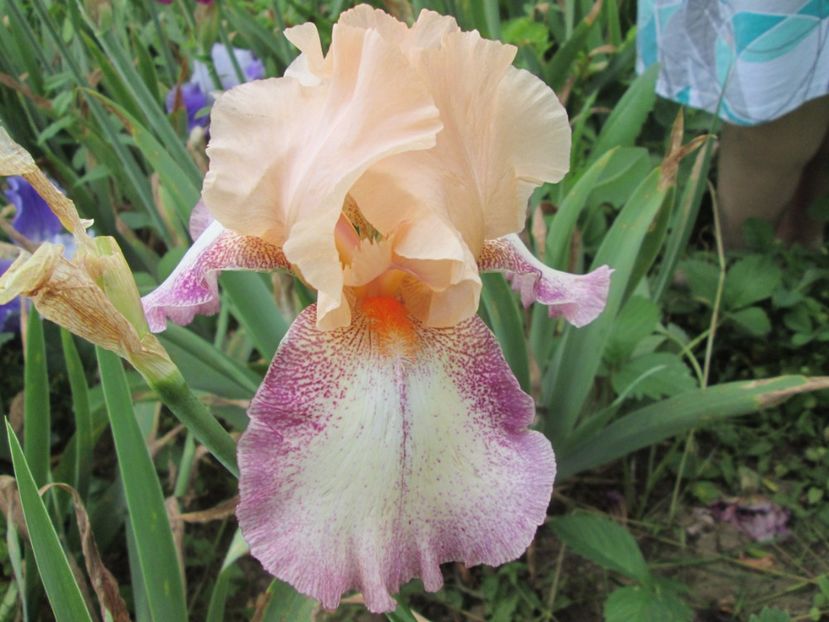  - Gradina cu irisi nr 2 in 2017