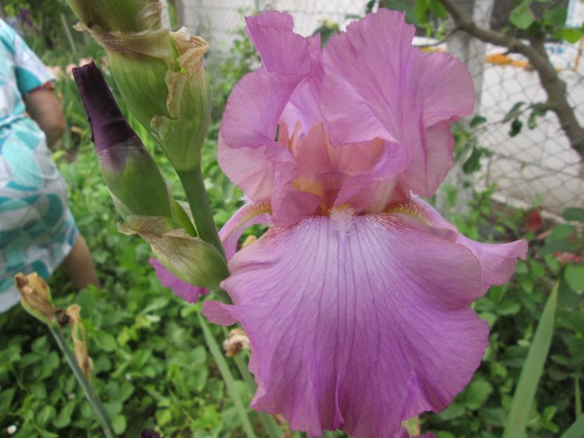  - Gradina cu irisi nr 2 in 2017