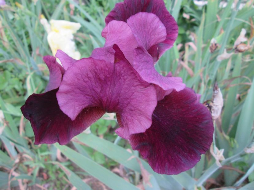  - Gradina cu irisi nr 2 in 2017