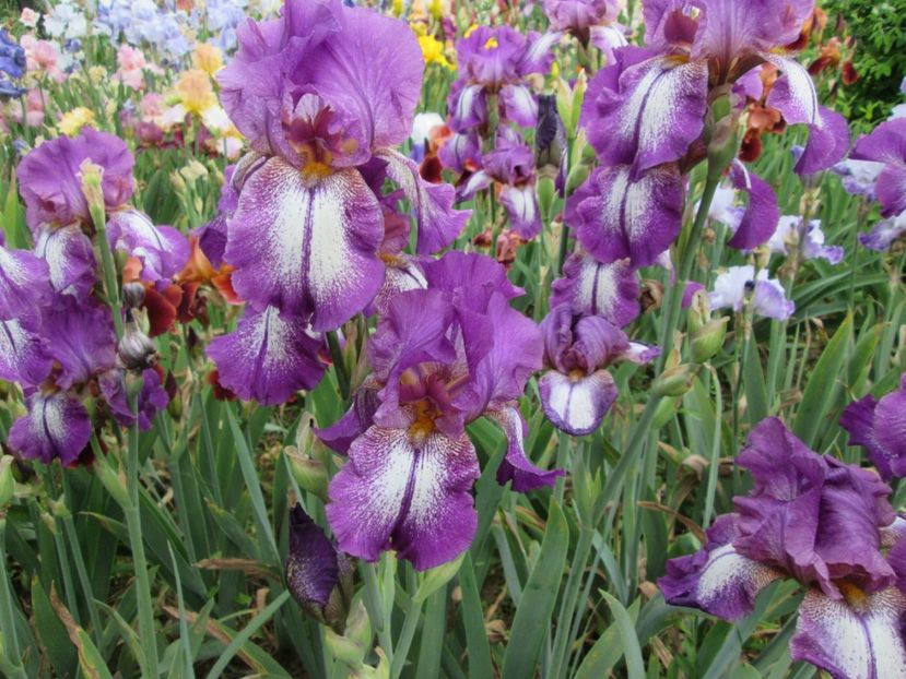  - Gradina cu irisi nr 2 in 2017