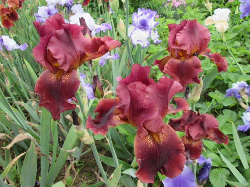  - Gradina cu irisi nr 2 in 2017