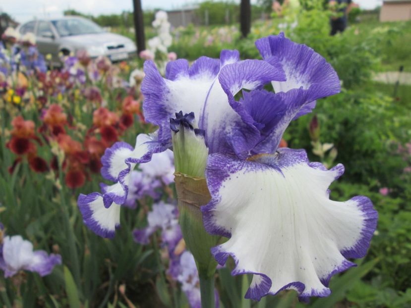  - Gradina cu irisi nr 2 in 2017