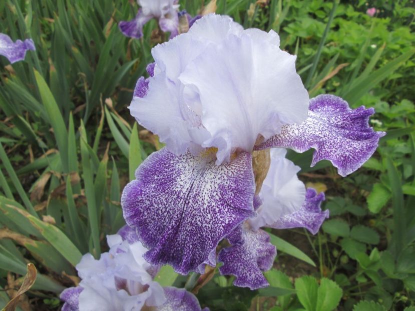  - Gradina cu irisi nr 2 in 2017