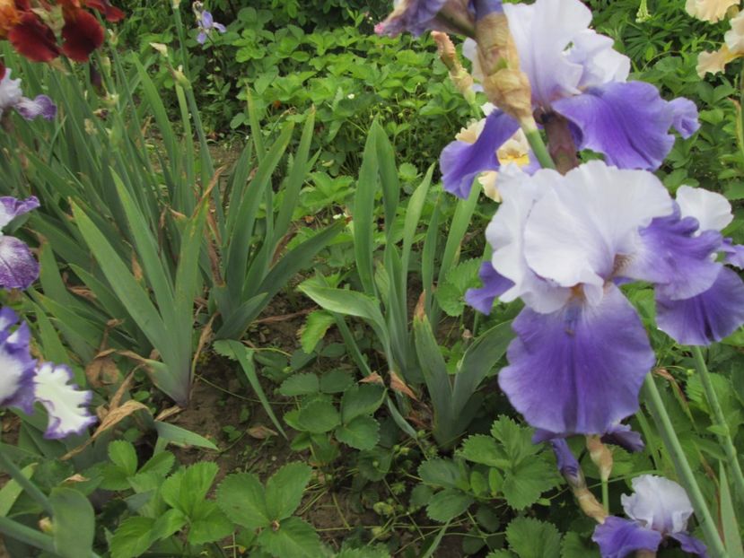  - Gradina cu irisi nr 2 in 2017