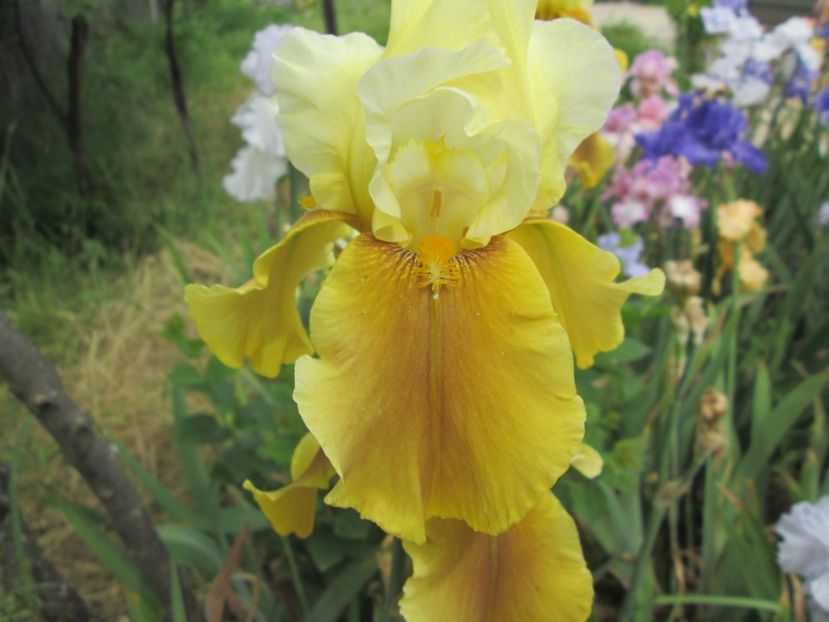  - Gradina cu irisi nr 2 in 2017