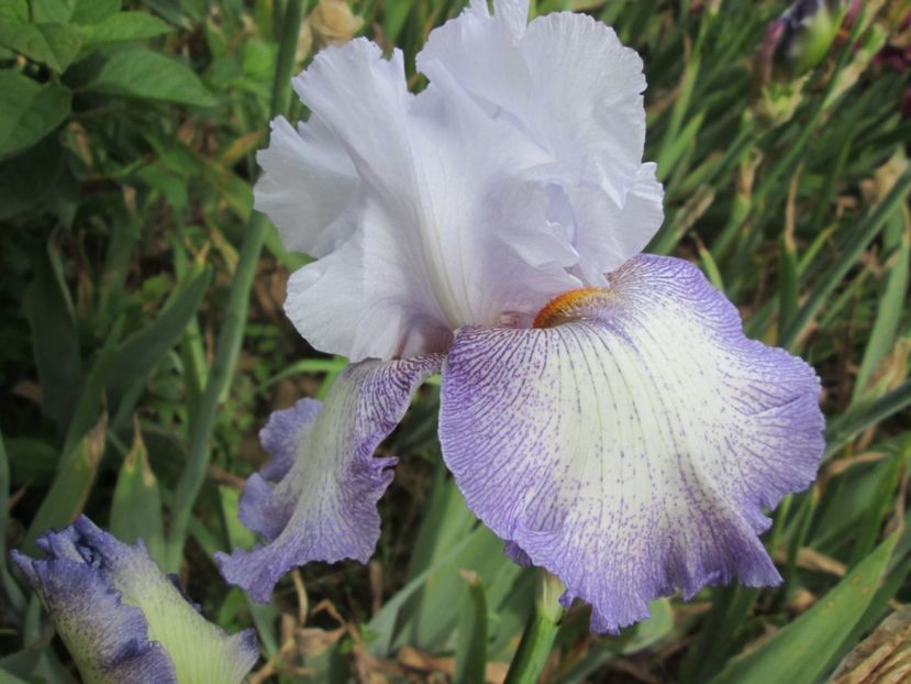  - Gradina cu irisi nr 2 in 2017