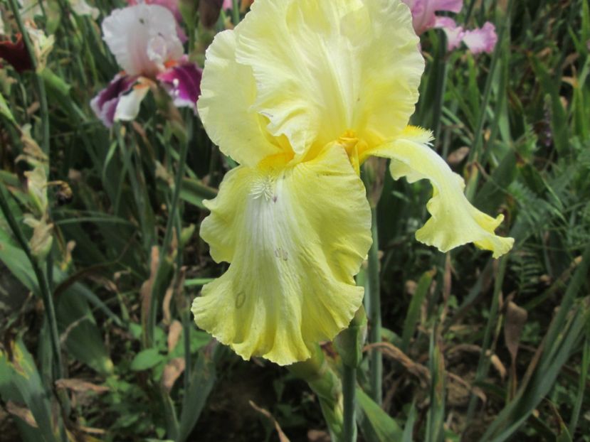  - Gradina cu irisi nr 2 in 2017