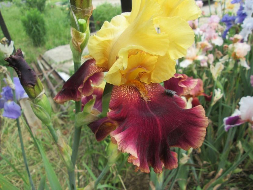  - Gradina cu irisi nr 2 in 2017