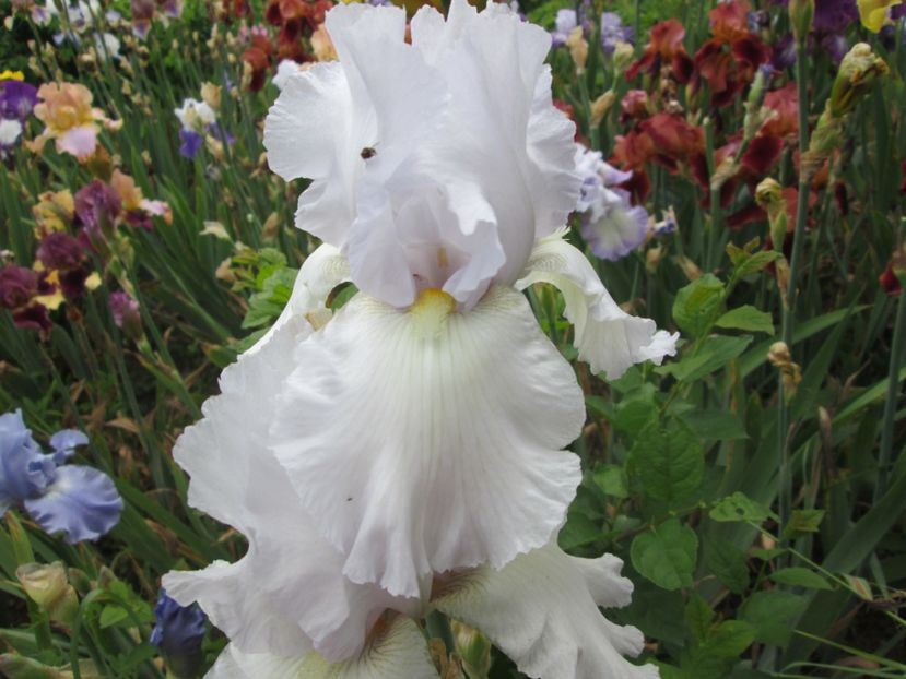  - Gradina cu irisi nr 2 in 2017