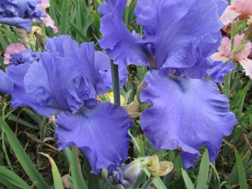  - Gradina cu irisi nr 2 in 2017