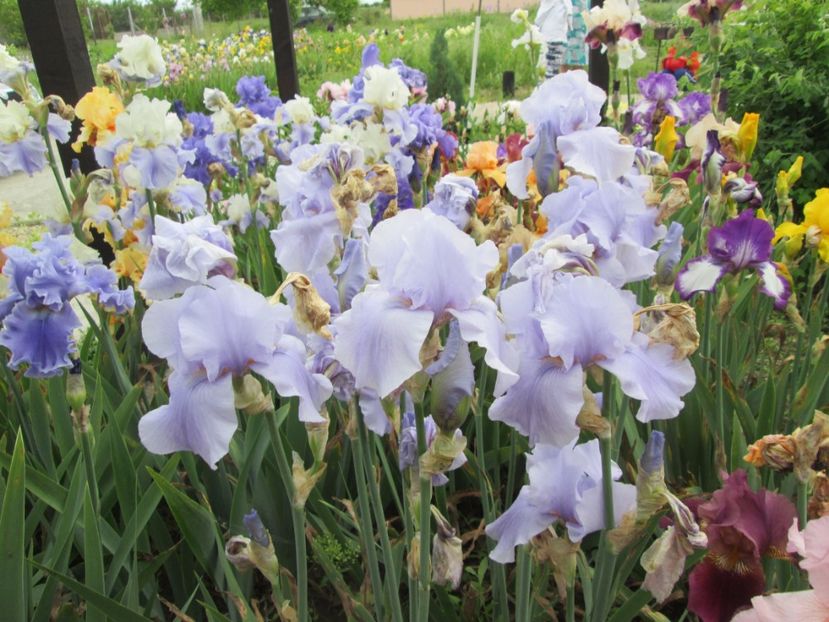  - Gradina cu irisi nr 2 in 2017