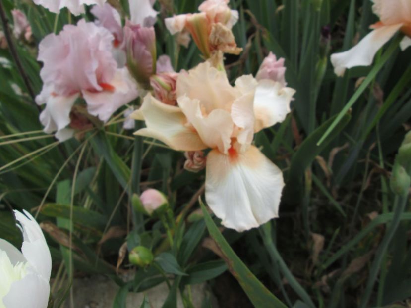  - Gradina cu irisi nr 2 in 2017