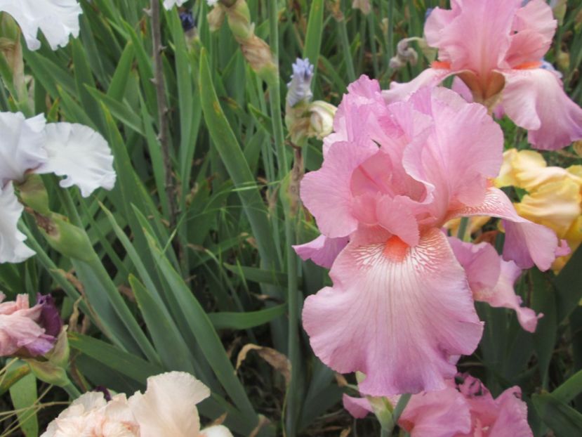  - Gradina cu irisi nr 2 in 2017