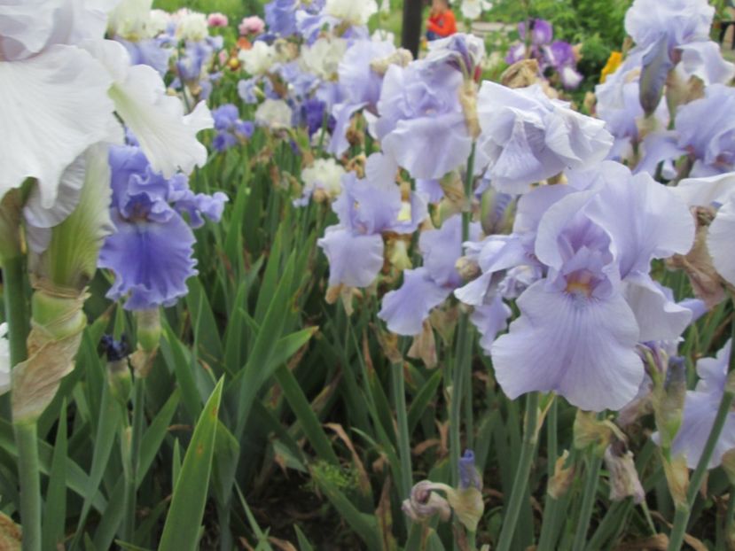  - Gradina cu irisi nr 2 in 2017