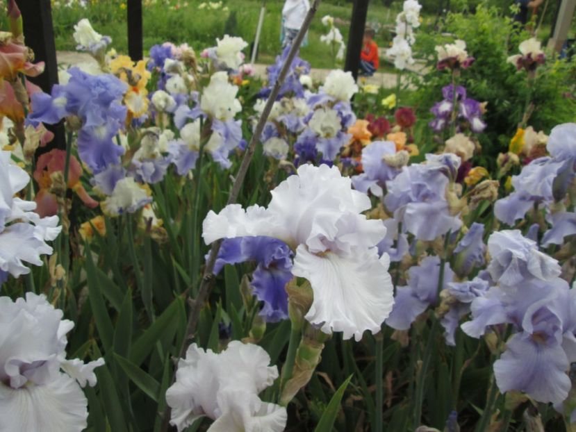  - Gradina cu irisi nr 2 in 2017