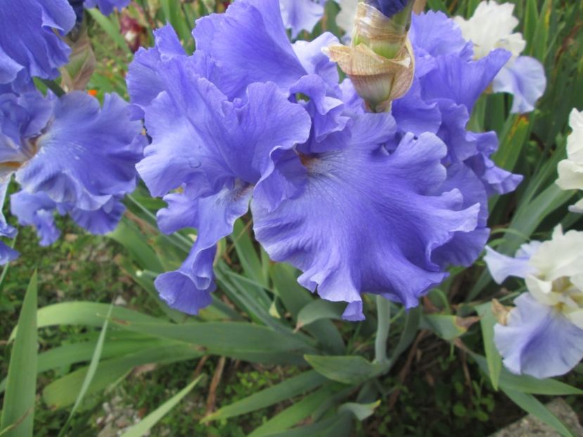  - Gradina cu irisi nr 2 in 2017