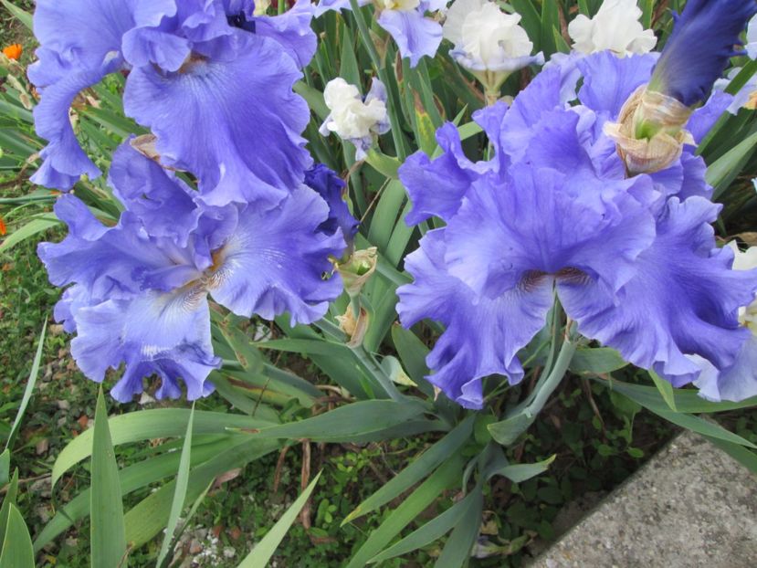  - Gradina cu irisi nr 2 in 2017