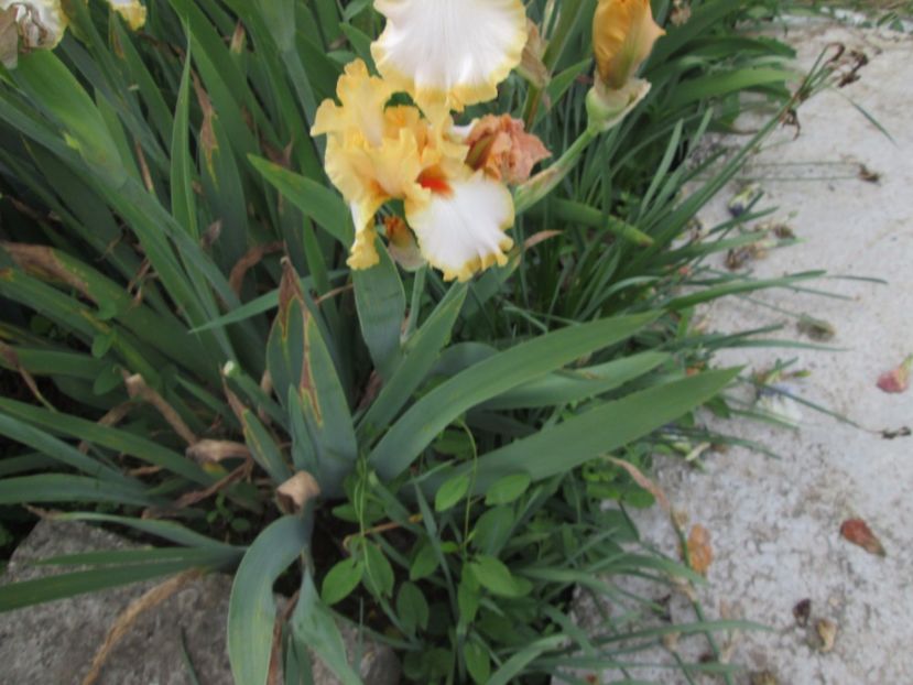  - Gradina cu irisi nr 2 in 2017