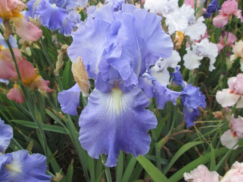  - Gradina cu irisi nr 2 in 2017