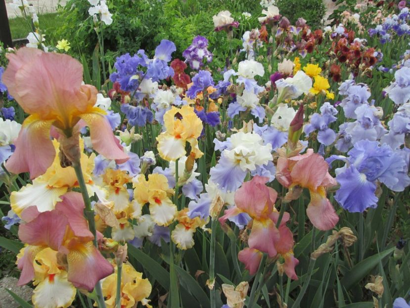  - Gradina cu irisi nr 2 in 2017