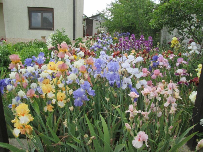  - Gradina cu irisi nr 2 in 2017